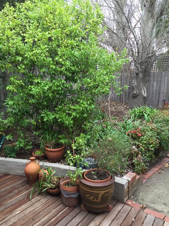 Garden Cottage St Kilda Ville de Ville de Melbourne Extérieur photo